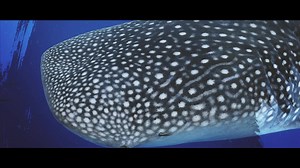 5.3K views | Inspired by the majestic, endangered whale shark, wear the new Promaster Eco-Drive Diver 200m today and be part of its conservation efforts. | Citizen Watch | Facebook