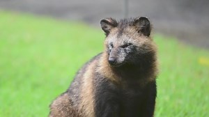 2.2K views · 36 reactions | A new report from Chinese scientists published Wednesday shows large amounts of the COVID-19 virus mixed in with genetic material from raccoon dogs at an outdoor wet market. The data seems to point to the virus possibly emerging at the Wuhan market, where a variety of animals and wildlife are sold. The study says the origins of COVID-19 still remain uncertain. More: https://trib.al/ebiIEg3 #VargasReports | NewsNation | Facebook