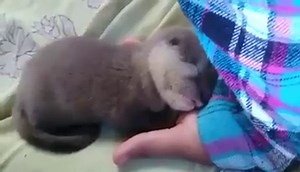 Otter Sleeping | Otter