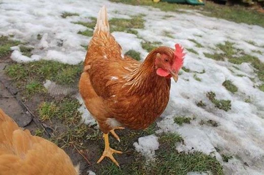 Considering Red Sex link Chickens • Read This First