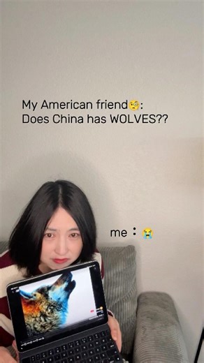 Does China Even Have Wolves? Sharing a Chinese Documentary with Americans 美国朋友问我：中国有狼吗？和他们一起看《重返狼群》