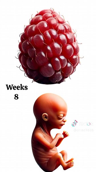Fetus Size in Womb: Understanding Pregnancy Stages