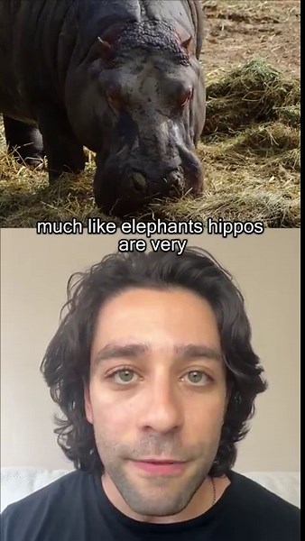 Hippo attack survival strategies that save lives