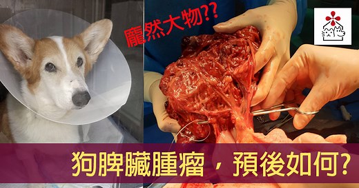 狗脾臟腫瘤有哪些?血管肉瘤?血腫?存活時間? | 犬貓聯合捐血中心