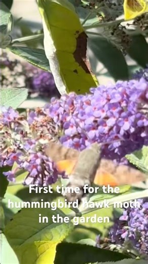 The Miracle of the Hummingbird Hawk-moth