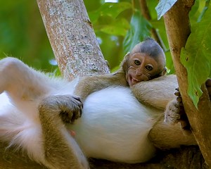 139K views · 1.1K reactions | Oh no.. Trillion pity baby monkey so hungry milk crying tantrum very loud request mum milk, Mum seem so lazy nursing milk #monkey #babymonkey #lovelymonkey #animal #wildlife | Monkey Jane Family | Facebook