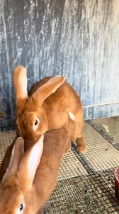 L'accouplement 😅✅ 🎥galsene_rabbit221 #Lapin #cuniculture #elevage #motivation __________________________ Élevage Multi-Sectoriels | Formation en Élevage des lapins