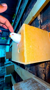 Budgies birds breeding season #Budgerigar #birds #viral #pets #animals | Probashi birds lover