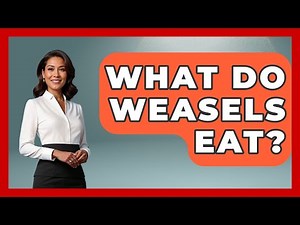 What Do Weasels Eat? - The Wild Life Explorer