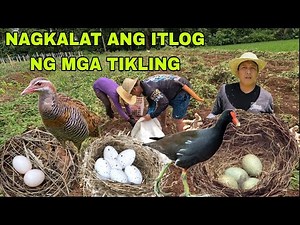 Nagkalat ang itlog ng tikling na malaki kukubod sa kamotehan..Pag deliver ng harvest