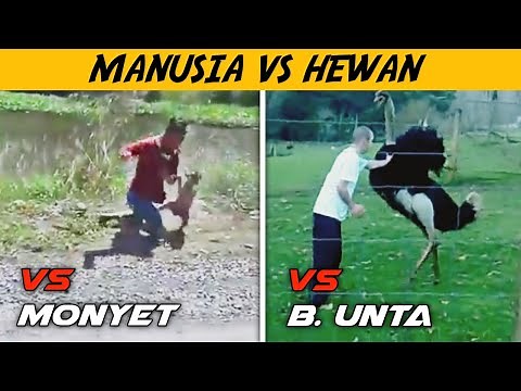 KOCAK!! Kumpulan Video Manusia Vs Hewan