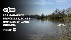 Les marais de Bruxelles : 'Neerpede, zone de baignade, musée à ciel ouvert et chaudron bouillonnant' - RTBF Actus