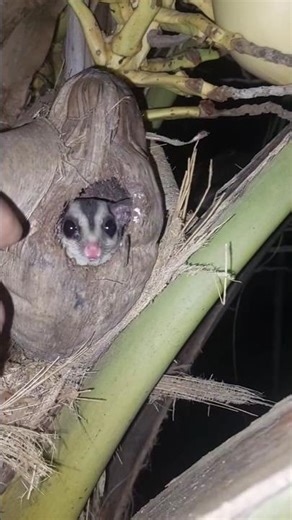 Sugar Glider Inside Coconut Fruit