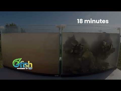 Shellfish filtration timelapse