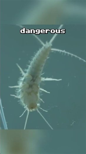 This Minecraft mob is real? #silverfish #minecraftmobsinreallife #minecraftmobs #lavender