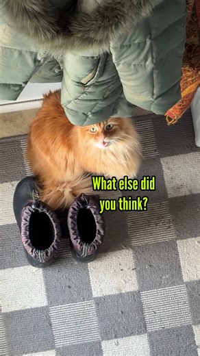 Funny Talking Cat Moments Featuring Orange Cats