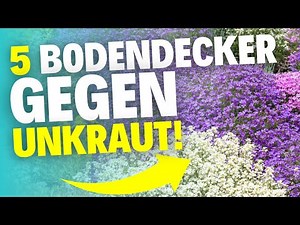 The 5 best ground covers for a weed-free garden!