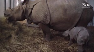 2.3M views · 178K reactions | An endangered baby rhino is the latest addition to Wroclaw Zoo in western Poland. | Reuters | Facebook