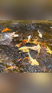 147K views · 3.6K reactions | This Albino Fish Is An Alien  | Bass Fishing Productions | Facebook