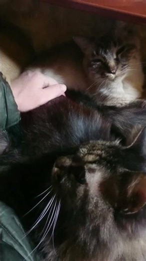 my cats with a cuckoo clock