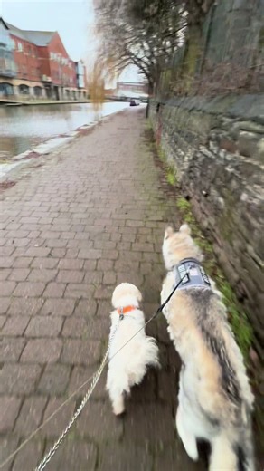 Canal walk with my babies ❤️ both passed out now 🥹🤣 nothing like a nice long walk to clear your mind #husky #maltese #dog #dogs #dogwalk