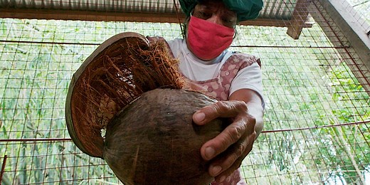 Coconut oil's health benefits are hotly contested. Here's why it's so expensive.