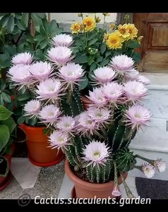 3.1M views · 154K reactions | Cactus Garden  | Cactus Garden | Facebook