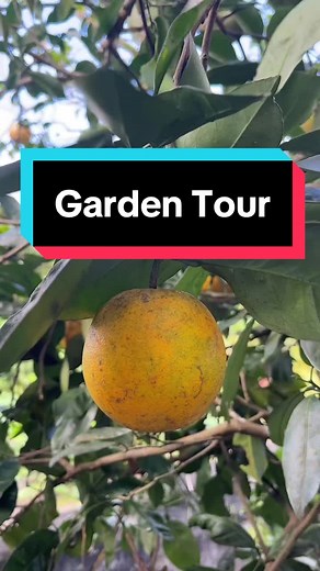 Discover the Beauty of Gardens in Mauritius with My Family