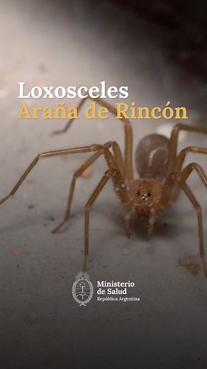 🕷️ La Araña de Rincón habita en el interior de los hogares. 👇 Te contamos de qué manera podés reconocerla y qué cuidados debes tener para prevenir su mordedura. ⚠️ Si te muerde, tenés que concurrir con urgencia a un centro de salud.