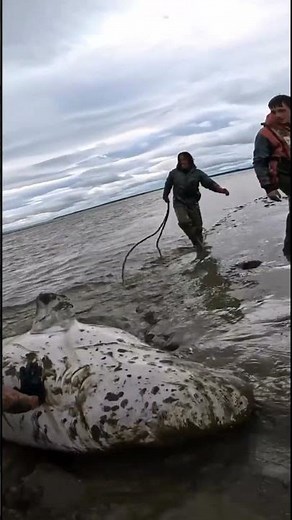 Beluga Rescued from Shallow Waters #beluga #hope #breakingnews #nature #ocean #news