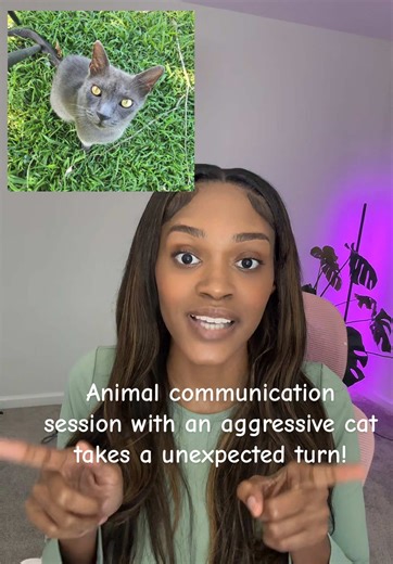Animal Communication Session: Insights from an Aggressive Cat