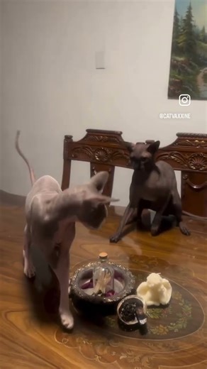 Two Sphynx Cats 🥊(Slap Box) 🤣 #hilarious #comedy #catlover #mustwatch