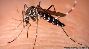 Arkansan tests positive for Zika virus