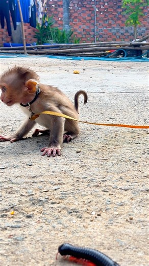 BOO! Millipede gives monkey the spook of his life! 😂 #shortvideo #millipede #monkey