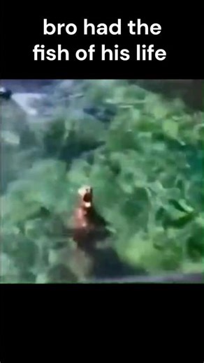 Funny short Fish