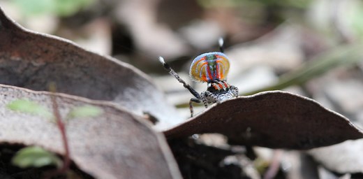 The spectacular peacock spider dance and its strange evolutionary roots