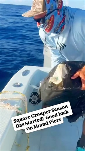 Fishing Piers on Instagram: "Square Grouper Season Has Started: looks like it is going to be a white Christmas for @munstersfishing who was out in the Florida Keys when he caught this grouper floating on the surface. Luckily he was able to open it up and help depressurize it. Have a feeling FWC may want to check this catch but think these are all keepers."