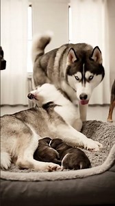 🔥 Husky With Son 657 2K - You Won't Believe This! ✨
