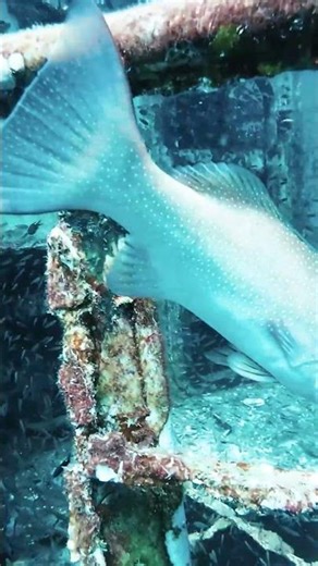 HTMS Suphairin | Thailand | Scuba Diving