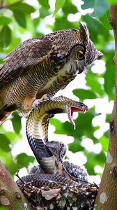 9.8K views · 90 reactions | Owl Vs snake ! | wildlife park | Facebook