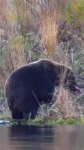 Brown Bear Hunting in Alaska #hunting #bearhunting
