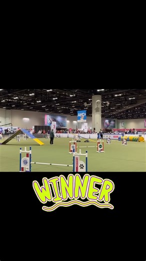 1K views · 116 reactions | What an exhilarating journey it’s been at the AKC Agility Invitational! Jennifer Crank and her stellar Sheltie, Bee, have done it again, clinching first place in both rounds today. That’s four 1st place clean runs 磊磊磊磊 - a true clean sweep!  Witness their skill and synergy in today’s runs here. We’re all rooting for you in the finals - go get ‘em!  #dogagility #agilitydog #dogagilitylovers | Bad Dog Agility | Facebook