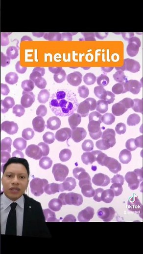 Meet the Neutrophils: Atlas of Hematology
