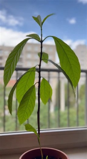 74K views · 516 reactions | Peu de gens connaissent cette astuce pour planter un avocat | Gadgets d'Eve | Facebook