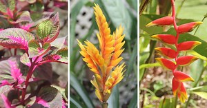 Tropical Garden, Barbados (formerly Orchid World)
