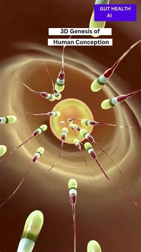 Illustration of Female Egg Fertilization