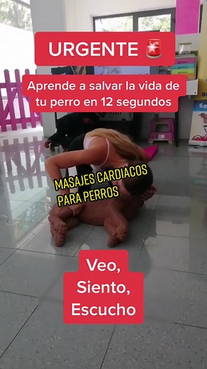 Masajes cardíacos para perros Aprende primeros auxilios para perros. Mantente listo para salvarle la vida a tu peludito. Sigueme para más #cuidaatuperro🐶💯 #primeros_auxilios_perros #primerosauxiliosveterinarios #cuidadosperros