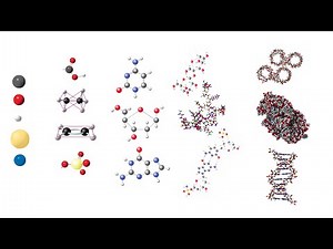 The Chemistry of Life Basics