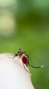 Yeah, they SUCK but we need them! 🦟🦟🦟Mosquitos. These insects are among the deadliest creatures on earth killing an estimated average of about 1 million people per year. They do so by carrying deadly pathogens that are transmitted when the females feed on blood. Even with this factored in, to look at mosquitos as a net negative is simply not accurate or true. These animals also provide priceless ecological services as important pollinators and food sources for other animals. Without mosquitos