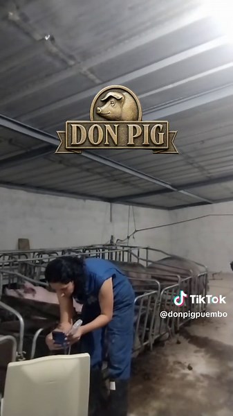 Ecografía y control de preñez en cerditas